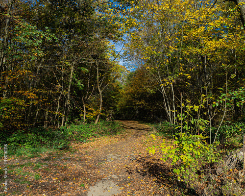 Obraz na płótnie Waldweg w salonie