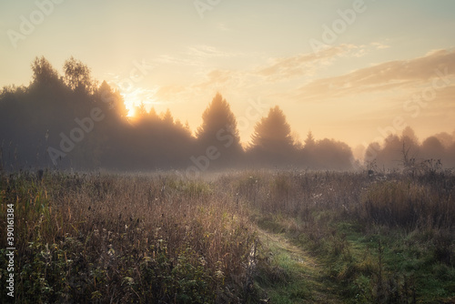 Glade, in the morning forest, filled with grass and dew. The rays of the morning sun. Morning fog among the trees.