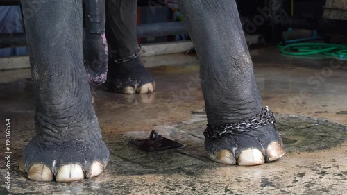 Close up shot of elephant feet in chain. Animal cruelty in captive. Asian elephant abuse for tourism.