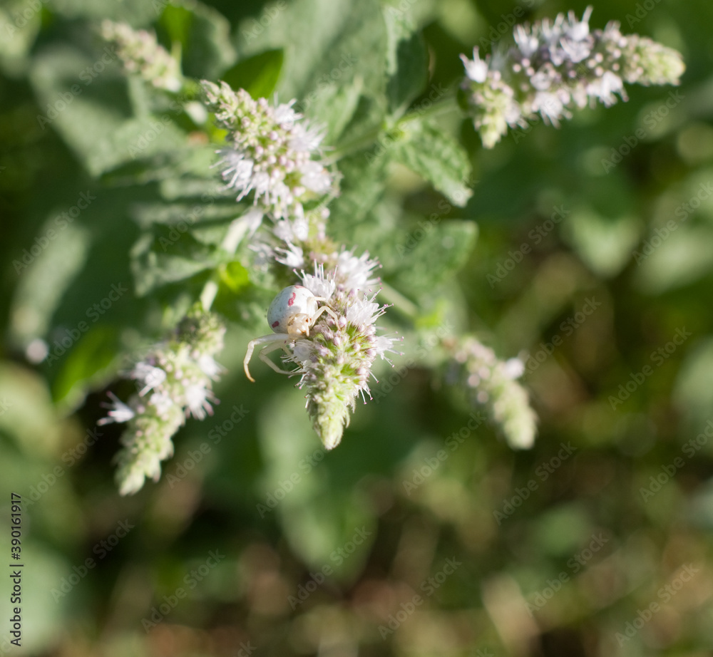 Araignée blanche Araignée blanche