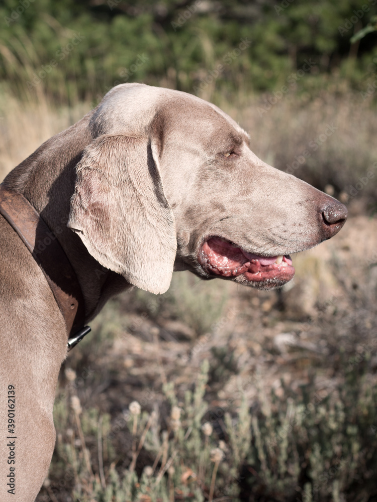 Vertical shot of Weimaraner dog posing.