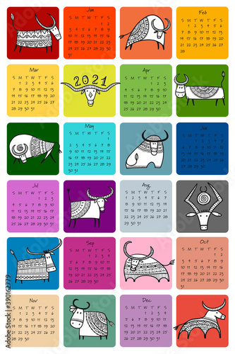 Funny bulls calendar design. Symbol of new year 2021. Bull, ox, cow
