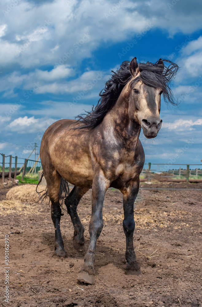 Portrait of a horse with a black mane on the farm against the background of the sky. Portrait of a horse with a black mane on the farm against the background of the sky.
