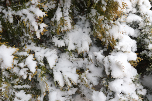 shrubs in the snow, white background © Наталья Жукова