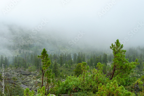 Summer forest landscape in the Sayan mountains. Nature Park Ergaki  Russia  Siberia. Scenic landscape with fog