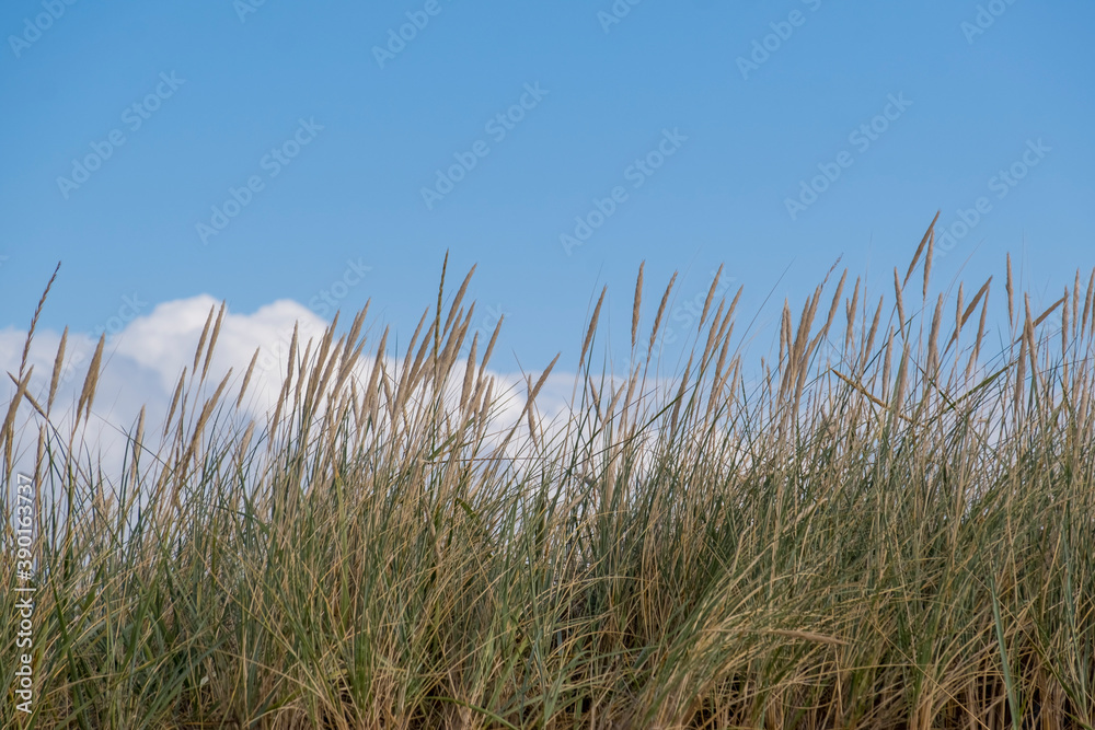 Fototapeta premium Gewöhnlicher Strandhafer oder Gemeiner Strandhafer (Ammophila arenaria)