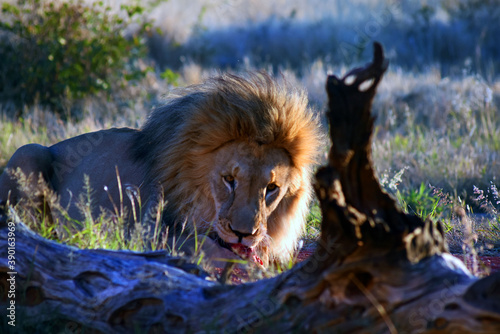 Männlicher Löwe beim Fressen
