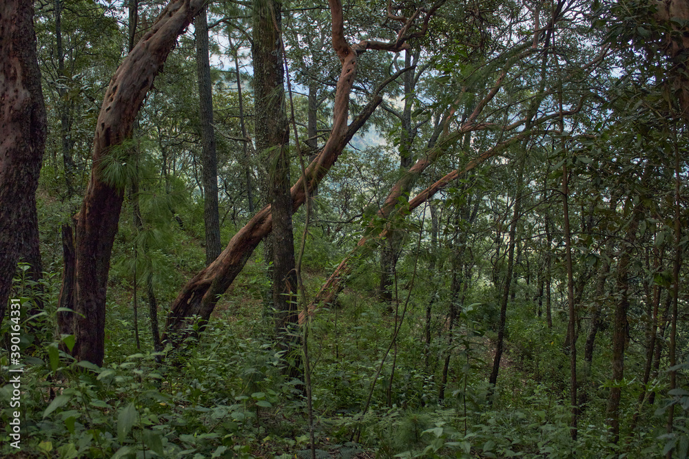 Obraz premium Bosque con árboles inclinados a la derecha