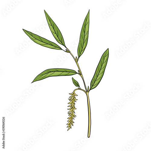 vector drawing white willow