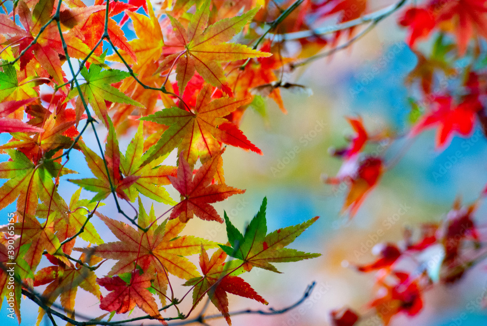 yellow maple leaves 