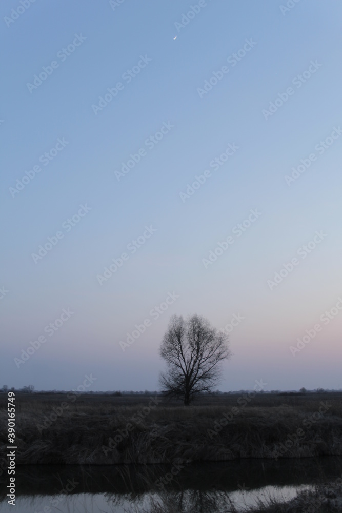 Obraz premium tree in the field 