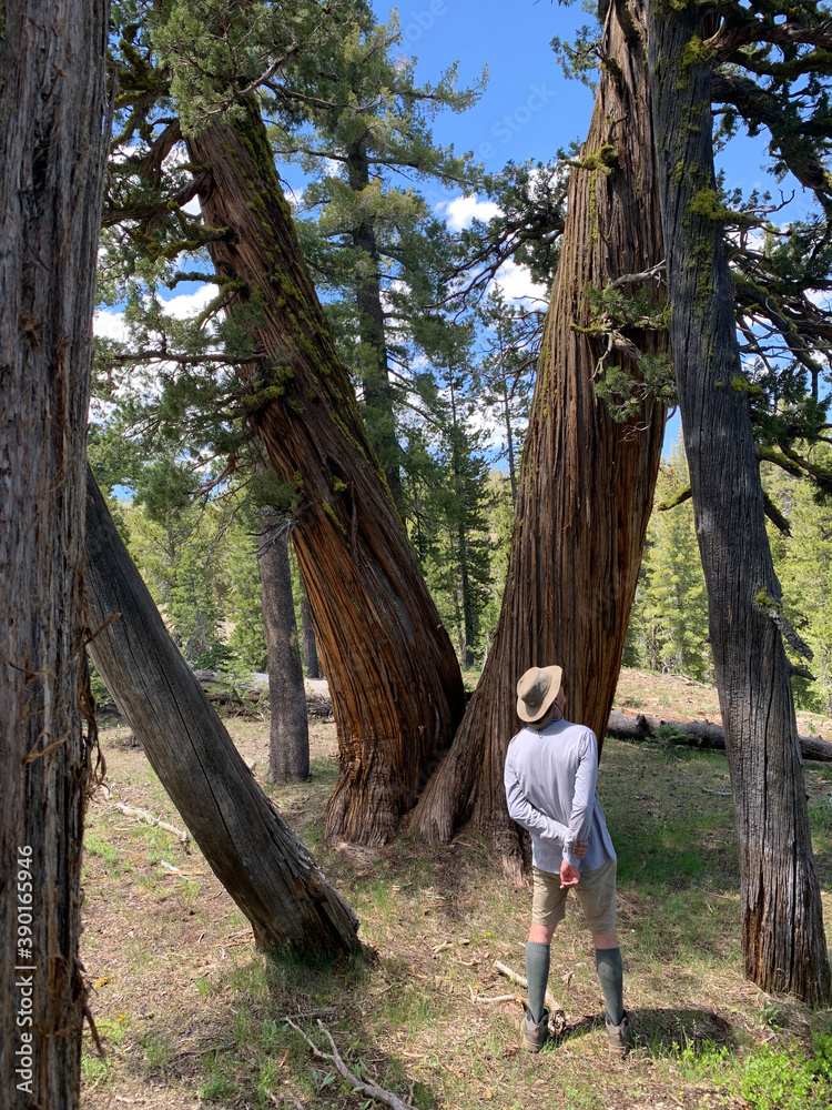 Old Growth Cedar Sierra Nevada Mountains California USA Admirer Hiker, wonder, time passage, serenity Old Growth Cedar Sierra Nevada Mountains California USA Admirer Hiker, wonder, time passage, serenity