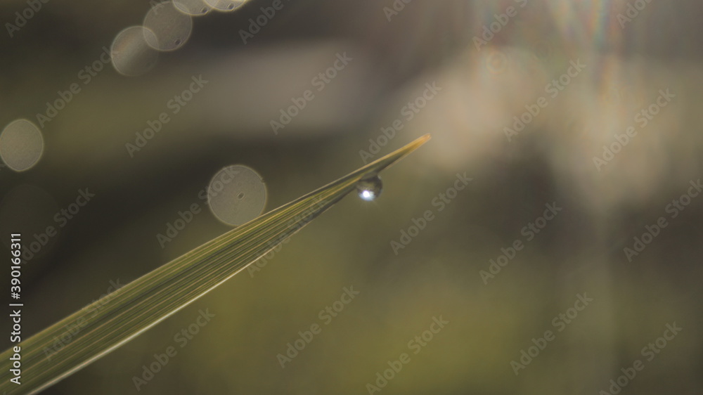 water drop on the grass water drop on the grass
