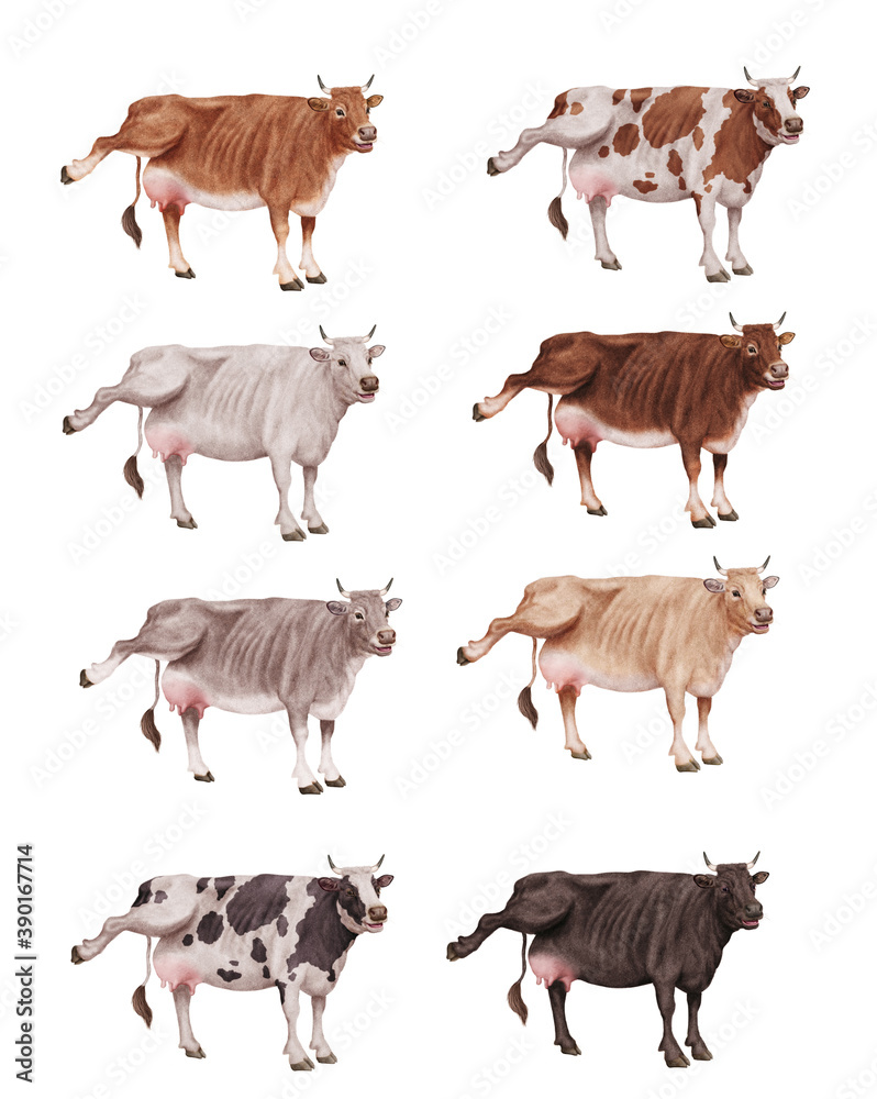 Obraz premium vache laitière, française, mamelles, montrant sa mamelle, animal, ferme, mollet, blanc, isolé, bétail, animal, vache laitière, chien, bétail, nature, agriculture gazon, chèvre, debout, mammifère, br