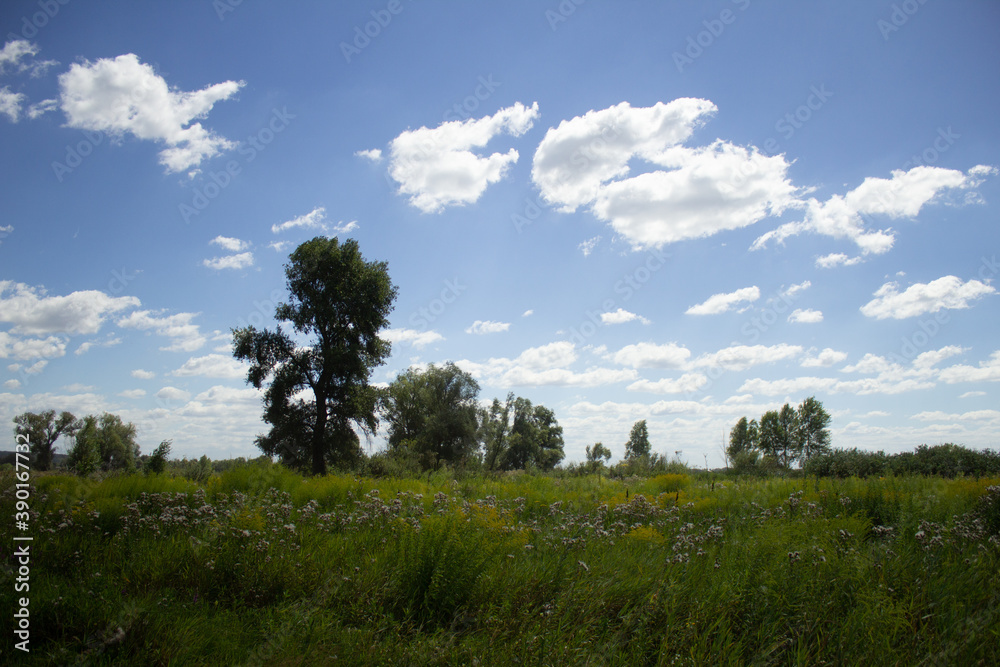 summer field landscape with clouds 