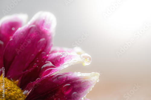 Wet chrysanthemum macro photo