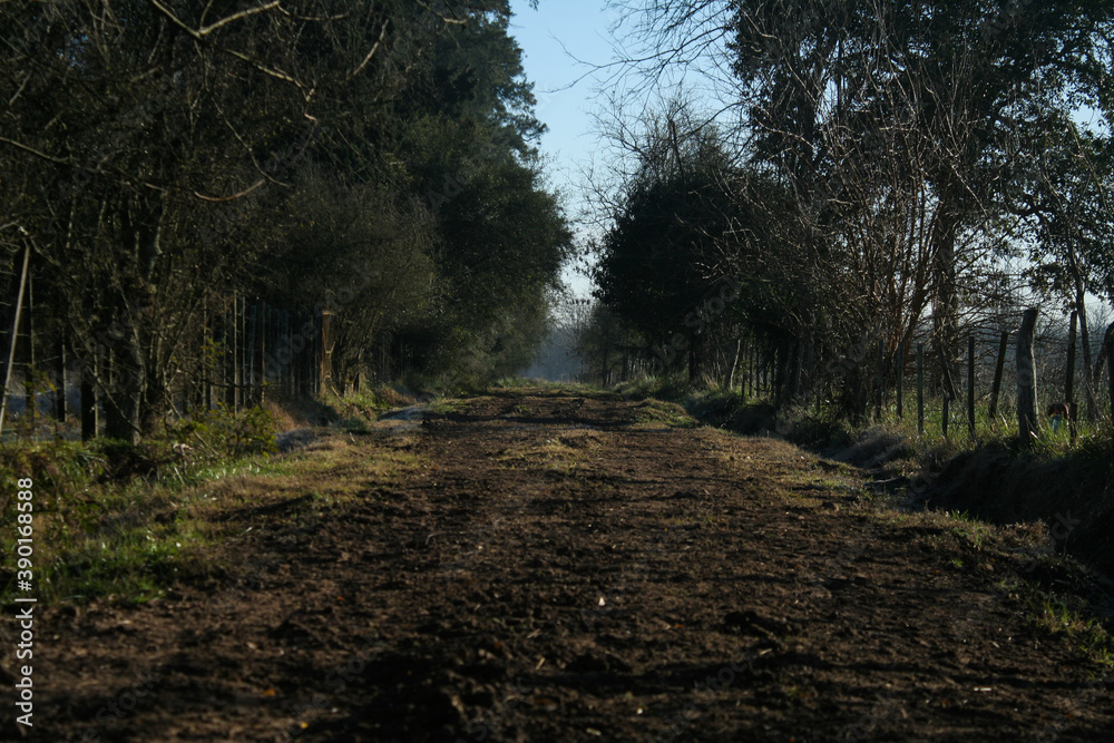 Fototapeta premium forest in the morning