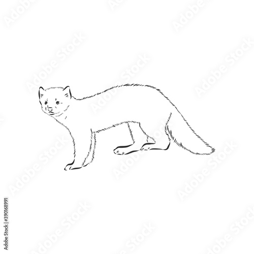 Sable or Martes zibellina, illustration of Sable. sable animal vector sketch illustration