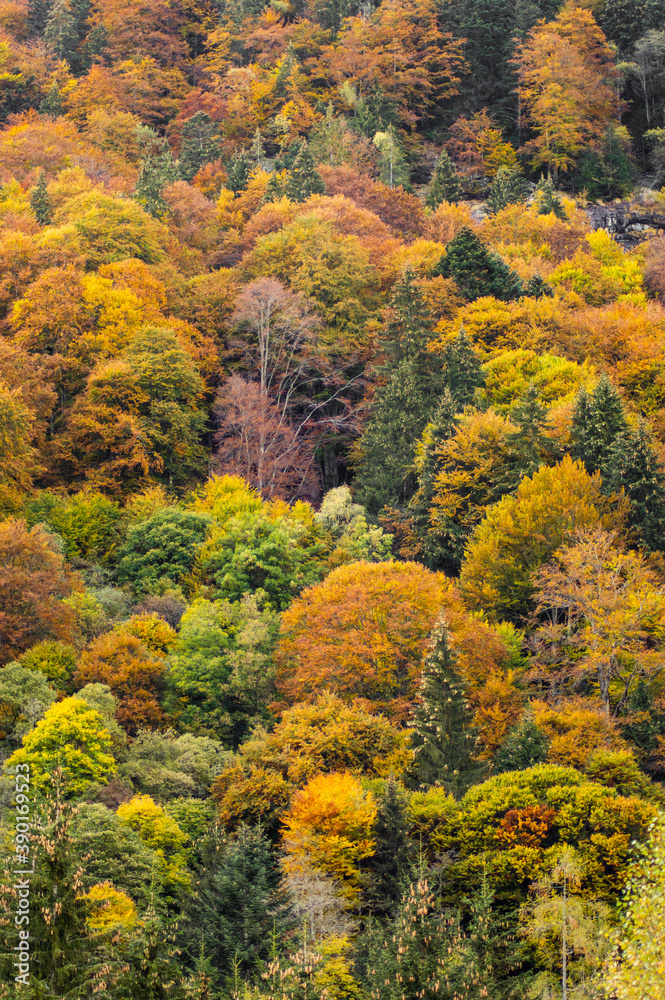 Fall Vibes Fall Vibes