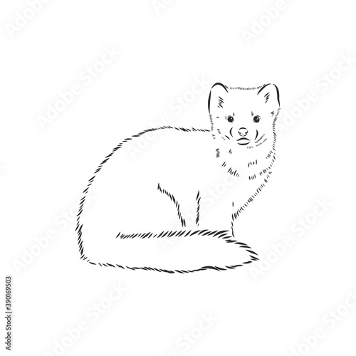 Sable or Martes zibellina, illustration of Sable. sable animal vector sketch illustration