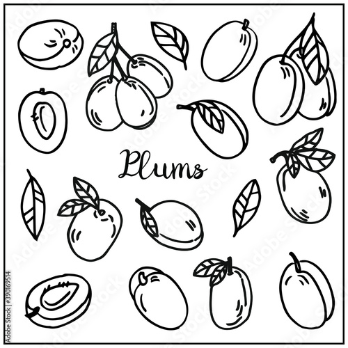 Set with plums berry and leaves. Graphic hand drawn engraving style. Doodle illustration for packaging, menu cards, posters, prints. Isolated over white background.
