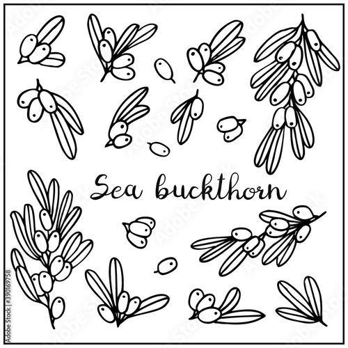 Set with sea buckthorn berry and leaves. Graphic hand drawn engraving style. Doodle illustration for packaging, menu cards, posters, prints. Isolated over white background.