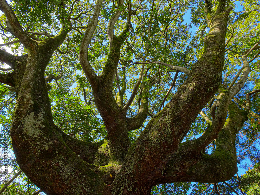 Obraz premium look up a big sacred tree