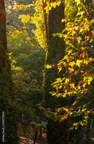 A lot of autumn fall coloured tree leaves in amazing morning sunrise warm light, seasons specific