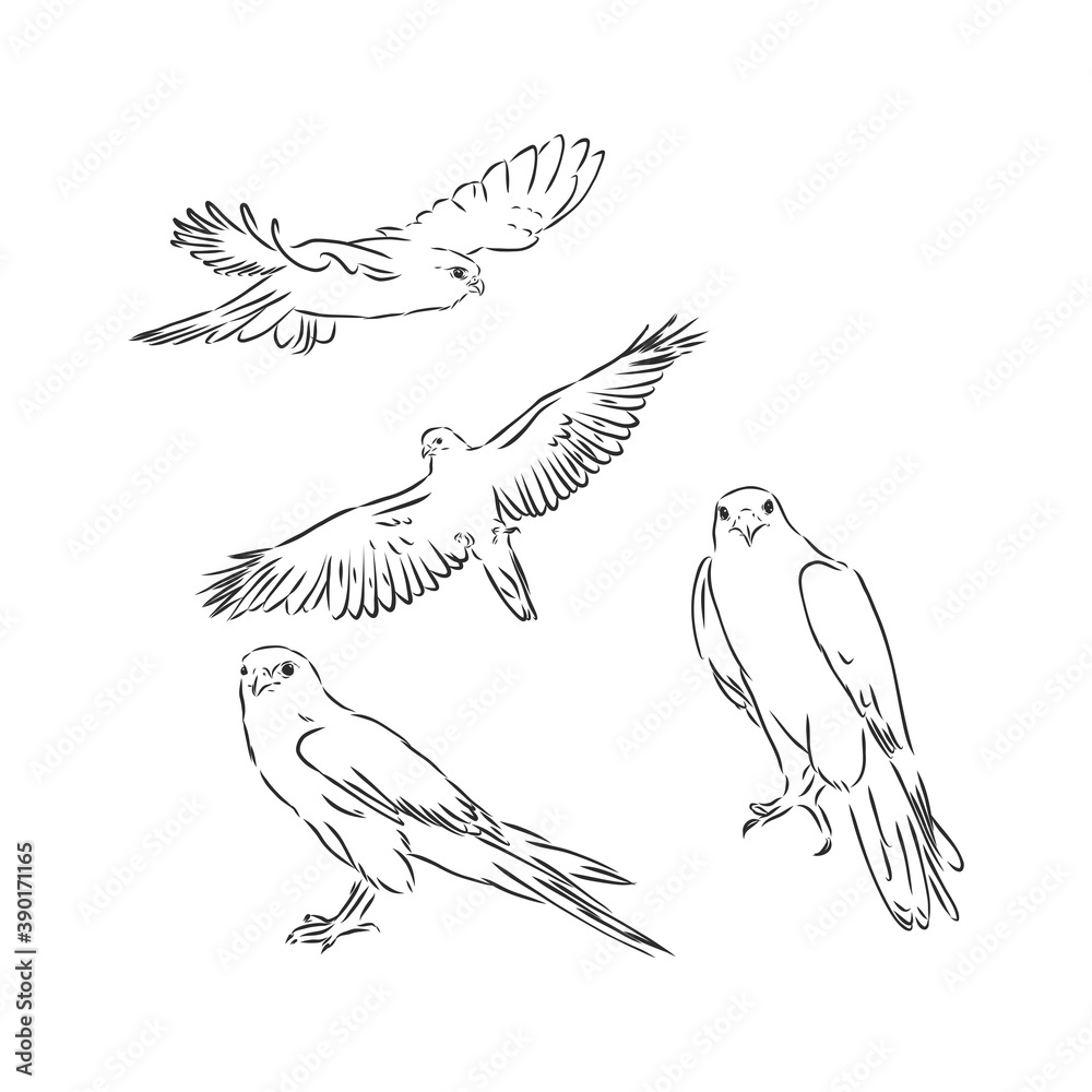 Falcon bird, vector sketch illustration. Sketch of eagle. Hand drawn illustration converted to vector Falcon bird, vector sketch illustration. Sketch of eagle. Hand drawn illustration converted to vector