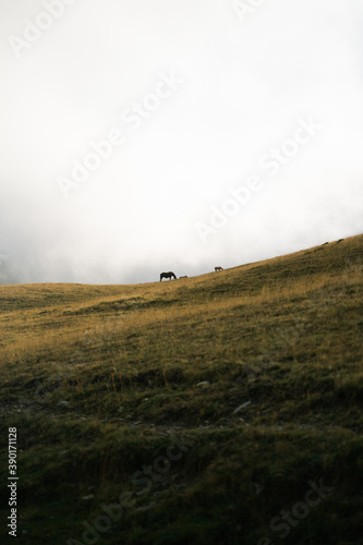 Silhouette of a horse grazing in a field on a foggy sunset