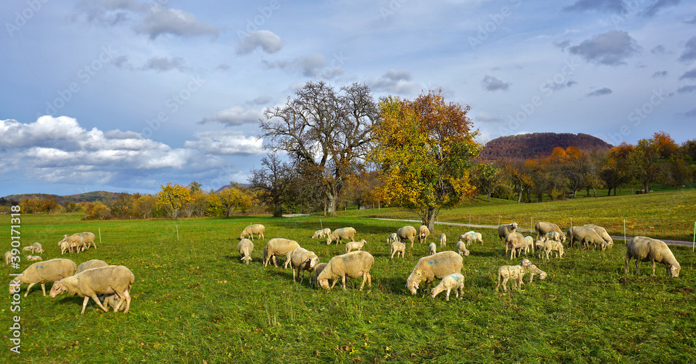 Schafherde auf der Herbstweide