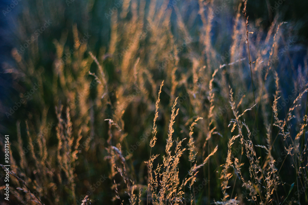 Obraz premium grass in the wind