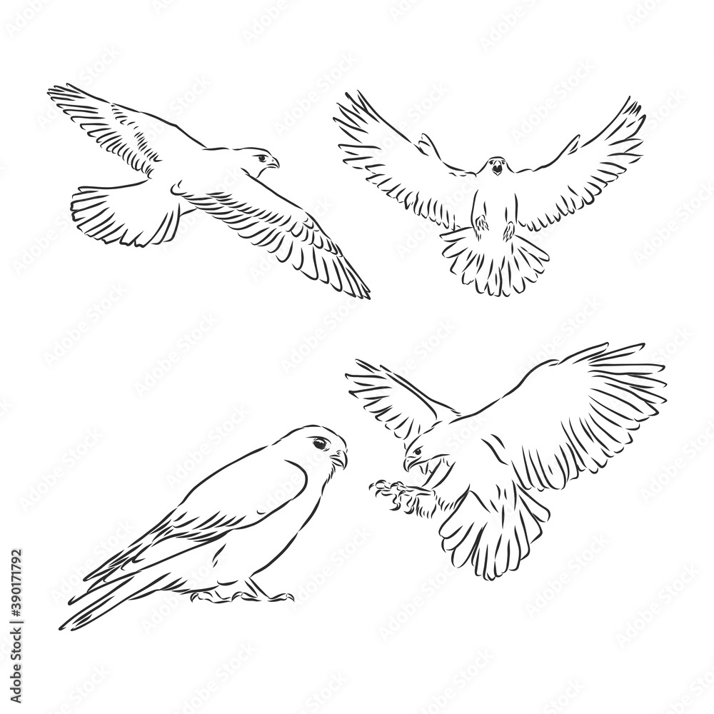 Obraz premium Falcon bird, vector sketch illustration. Sketch of eagle. Hand drawn illustration converted to vector