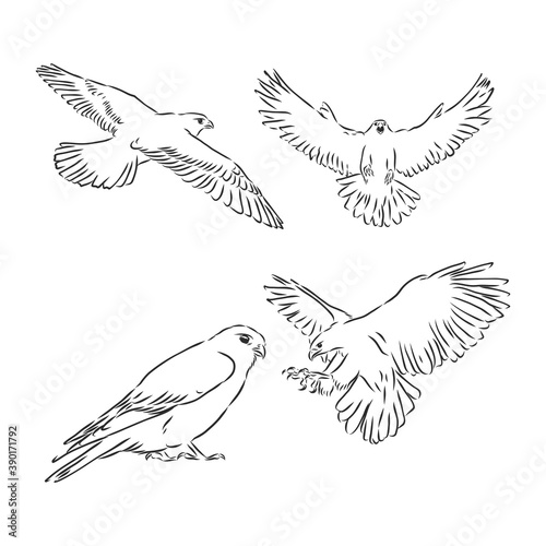 Falcon bird, vector sketch illustration. Sketch of eagle. Hand drawn illustration converted to vector