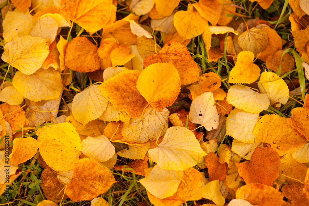 Bunte Blätter im Herbst Bunte Blätter im Herbst