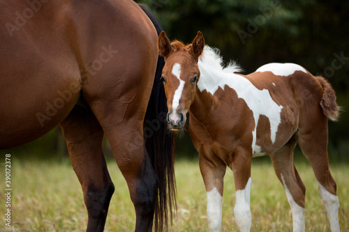adorable paint horse foal with brown horse mommy on a meadow 