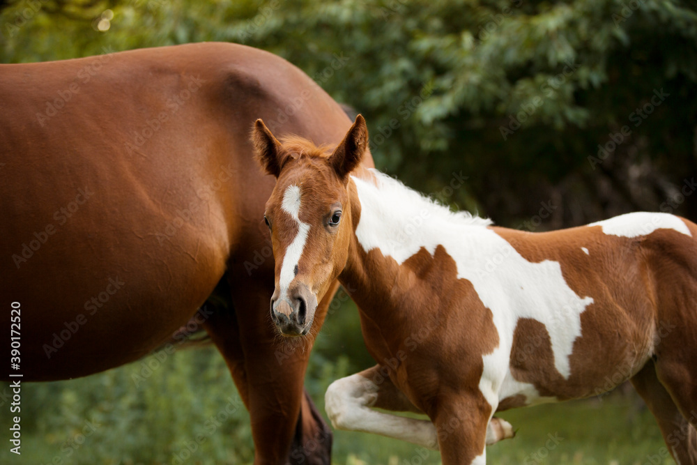 Fototapeta premium adorable paint horse foal with brown horse mommy on a meadow 