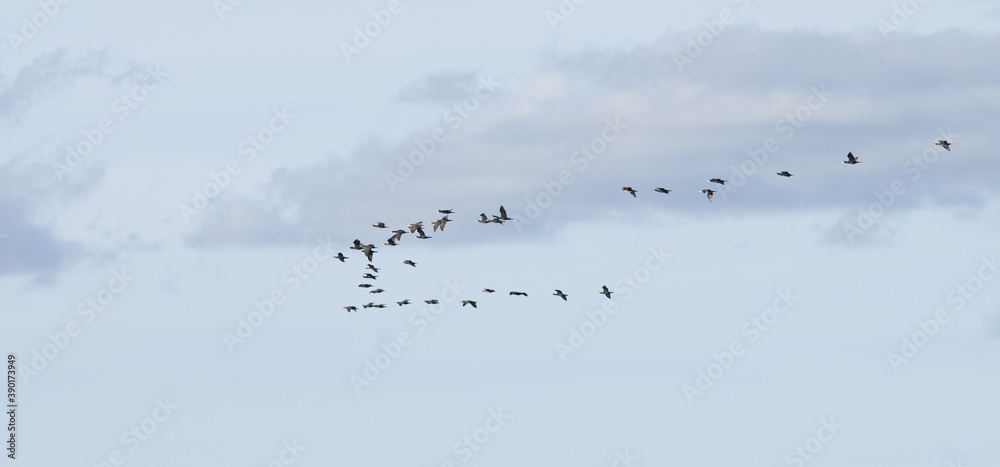 Vol d'oiseaux migrateurs