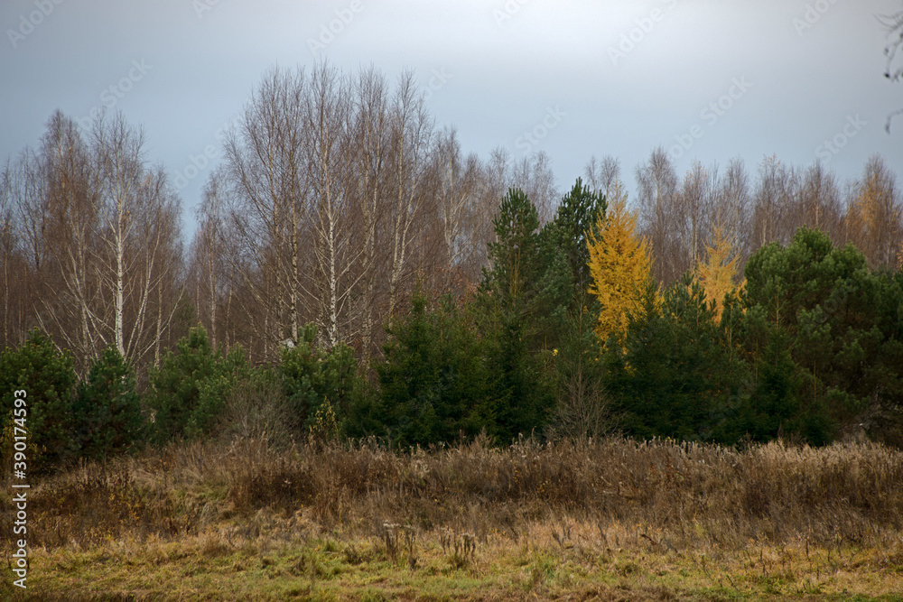 the Russian landscape - the river and the wood in the fall the Russian landscape - the river and the wood in the fall