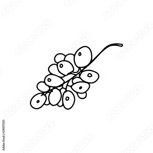 Bunch of grapes. Doodle style. Fruit for making wine. Linear drawing on isolated white background. For print and web, menu and advertisements