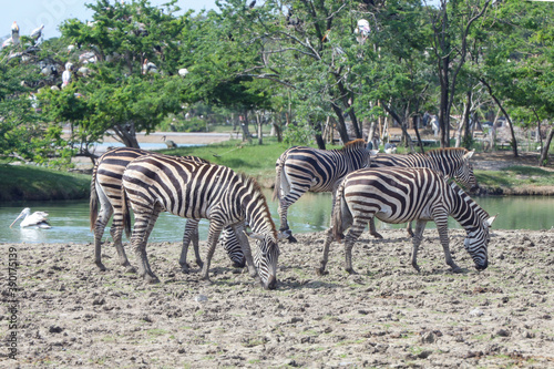 Group burchell zebra in farm at thailand