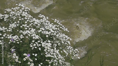 Curtain of wild flowers over the brink of the river (river cliff), flowering time midsummer. Super slow motion 1000 fps.
 photo