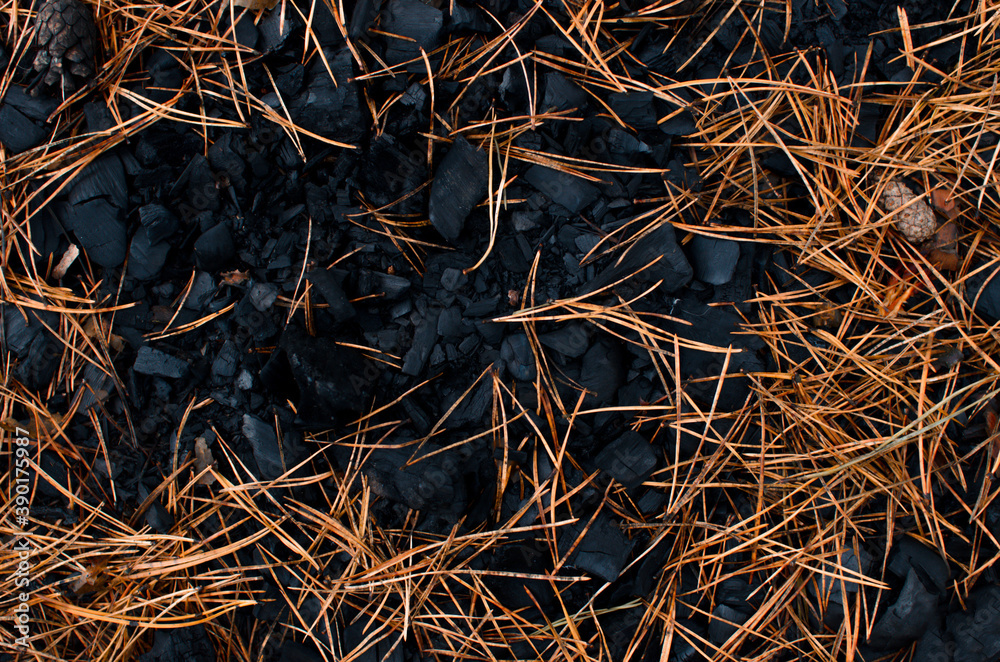 Coals in a coniferous autumn forest. Texture of the fallen Christmas tree needles, top view. Abstract background Coals in a coniferous autumn forest. Texture of the fallen Christmas tree needles, top view. Abstract background