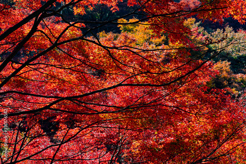 red maple in Japan 