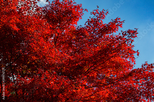 red maple in Japan  photo