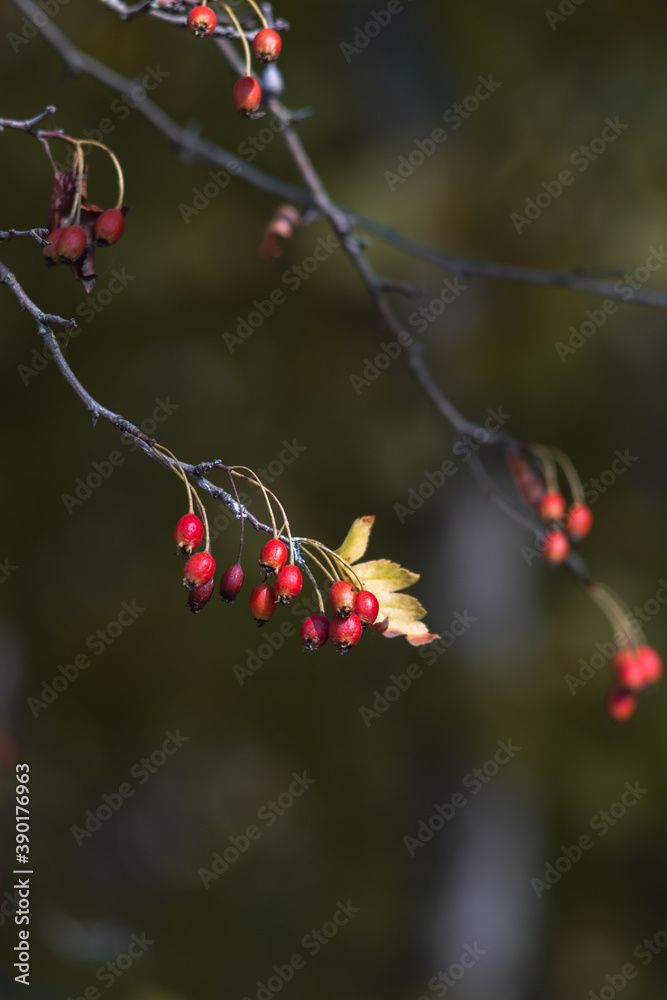 Wild forest berry, a delicious and healthy hawthorn berry for brewing tea. A ripe red hawthorn on a tree branch bloomed in the forest. Wild forest berry, a delicious and healthy hawthorn berry for brewing tea. A ripe red hawthorn on a tree branch bloomed in the forest.