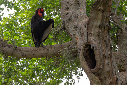 Bucorve du Sud, Grand calao terrestre, Nid, Bucorvus leadbeateri, Southern Ground Hornbill photo