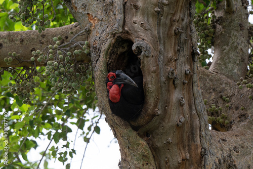 Bucorve du Sud, Grand calao terrestre, Nid, Bucorvus leadbeateri, Southern Ground Hornbill photo