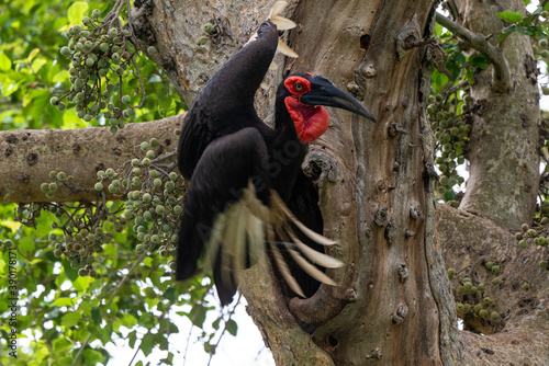 Bucorve du Sud, Grand calao terrestre, Nid, Bucorvus leadbeateri, Southern Ground Hornbill photo