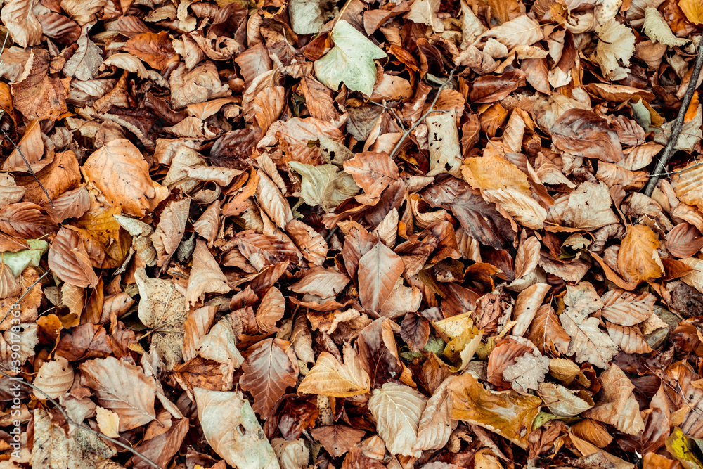 dried leaves walking in the forest